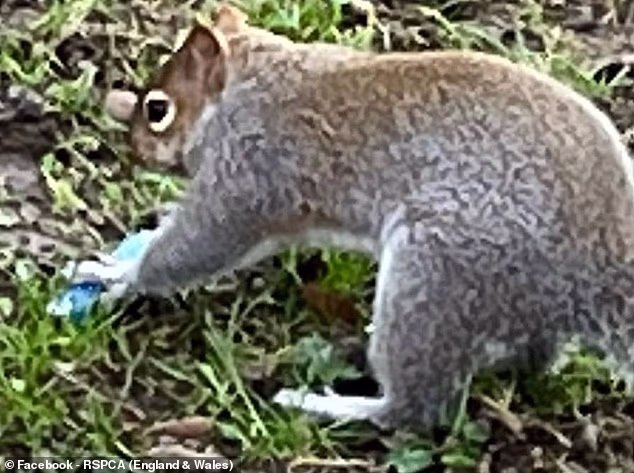 Фруктовый аромат смерти: почему белки «подсели» на электронные сигареты