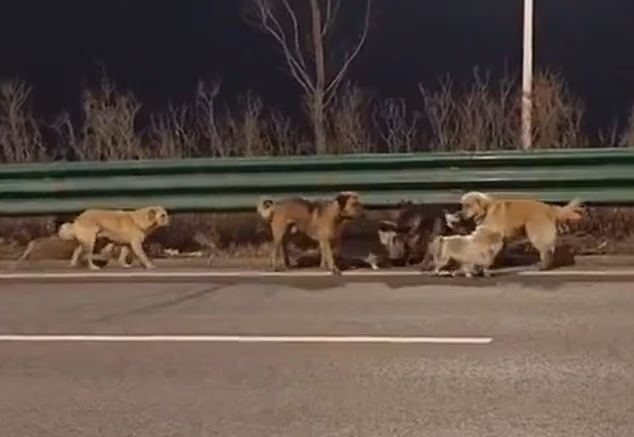 Седьмой побег: как собаки сбежали с мясокомбината и прошли 16 километров домой