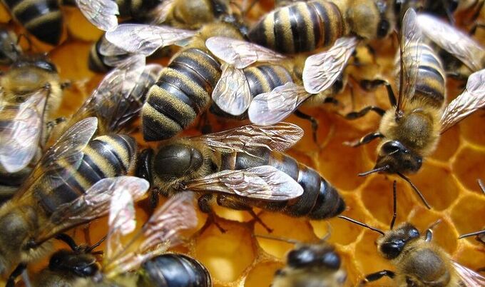 Чудо под водой: королевы шмелей научились дышать в лужах, чтобы пережить зиму