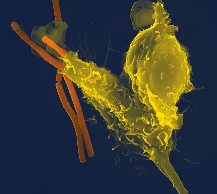 Спящий убийца: как сибирская язва выживает в земле и почему это важно для всех нас