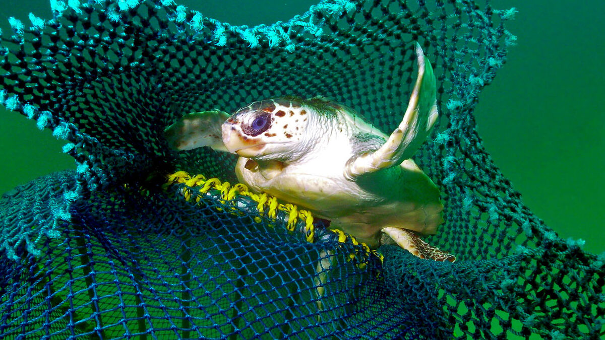 Рыбачить, не убивая: как простые уловки спасают океанских обитателей