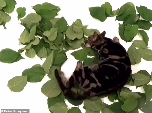 Кошачья марихуана? Нет, кошачий кокаин: растение, которое нравится кошкам даже больше, чем котовник