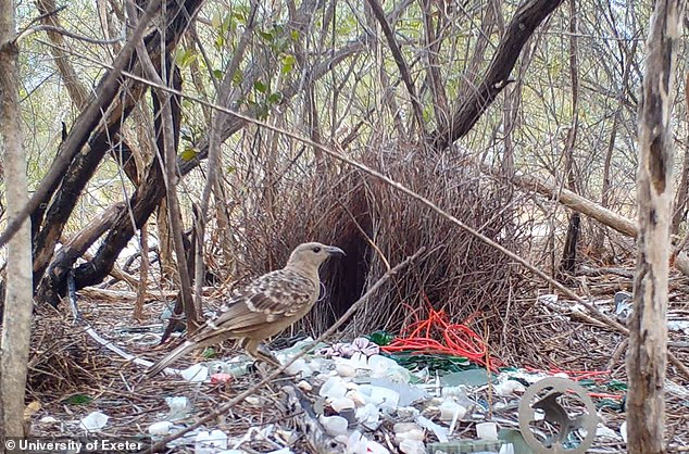 Сокровища из мусорного бака: как городские птицы-шалашники превращают человеческий мусор в язык любви