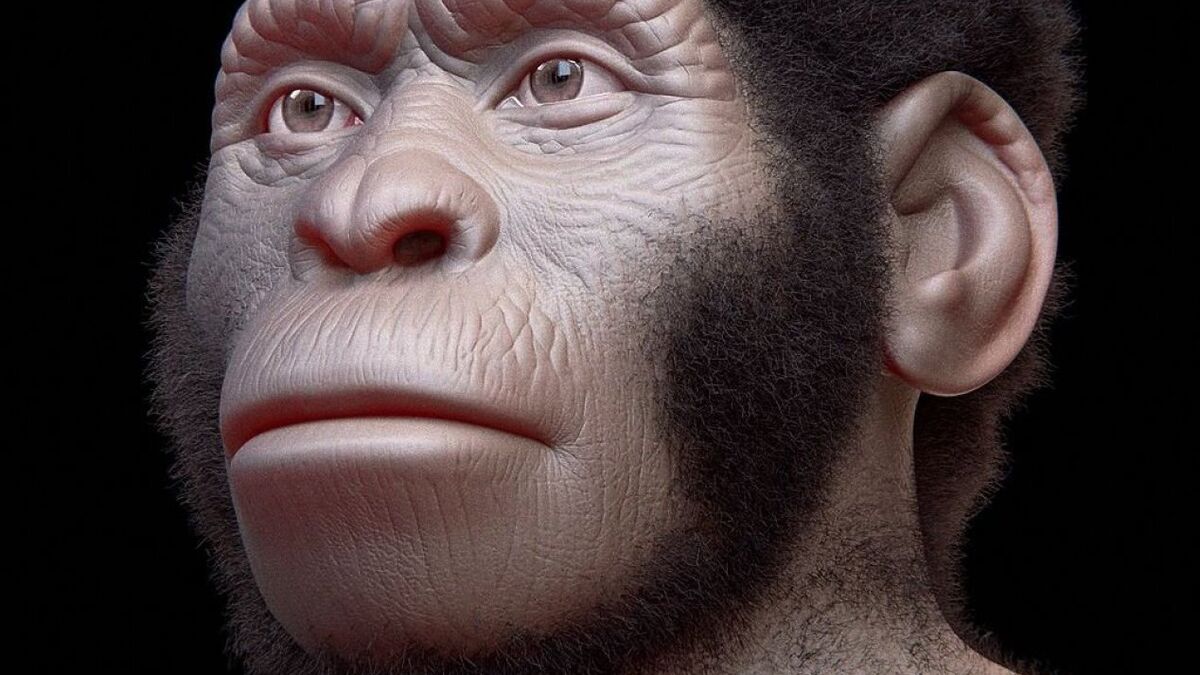 Тайна пещеры Восходящей звезды: почему Homo Naledi хоронили только женщин